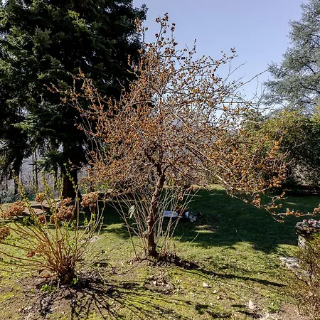 Casa Nel Bosco Montegrino Valtravaglia