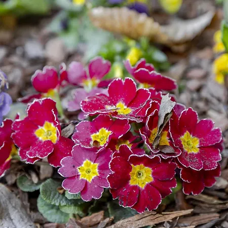 Villa Casa Nel Bosco